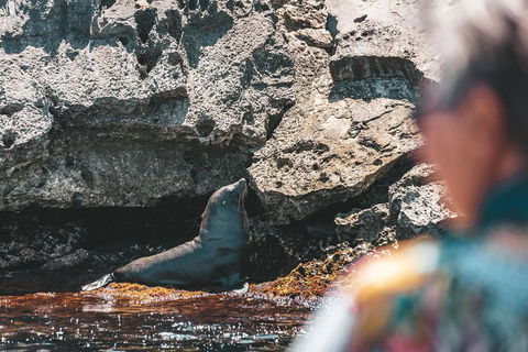 Adventure Rottnest Tour With Ferry & Adventure Cruise From Perth Or Fremantle - Lightning Ridge Tourism 1