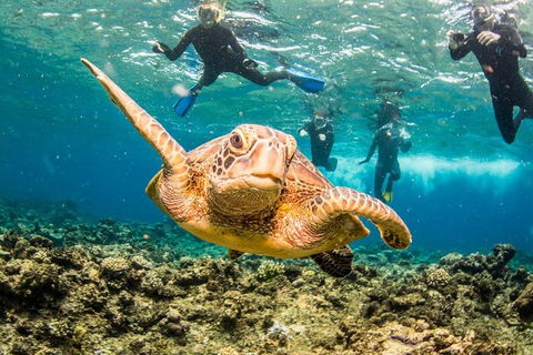 Great Barrier Reef Diving And Snorkeling Cruise From Cairns - Lightning Ridge Tourism 3