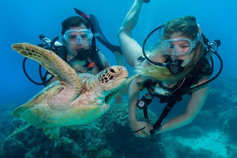 Great Barrier Reef Diving And Snorkeling Cruise From Cairns - Lightning Ridge Tourism 4