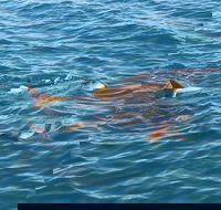 Roebuck Bay Snubfin Dolphin Cruise - Lightning Ridge Tourism