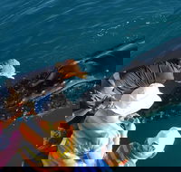 AOC Whale Watching from Broome - Lightning Ridge Tourism