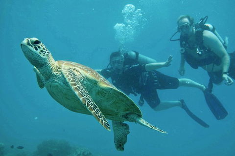 Ocean Freedom Great Barrier Reef Personal Luxury Snorkel & Dive Cruise, Cairns - Lightning Ridge Tourism 4