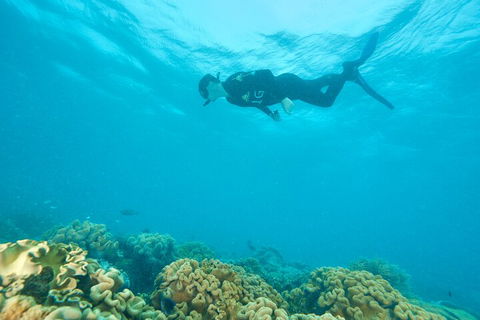 Ocean Freedom Great Barrier Reef Personal Luxury Snorkel & Dive Cruise, Cairns - Lightning Ridge Tourism 5