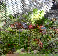 Australian Butterfly Sanctuary - Lightning Ridge Tourism