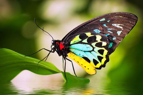 Australian Butterfly Sanctuary - Lightning Ridge Tourism 4