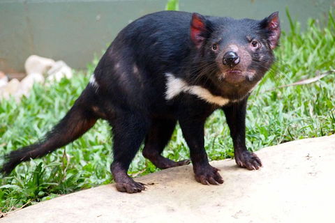 Kuranda Highlights Including Rainforestation Aboriginal Culture And Wildlife - Lightning Ridge Tourism 3