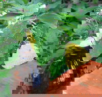 Australian Butterfly Sanctuary- Virtual Interactive Tour With Private Guide - Lightning Ridge Tourism
