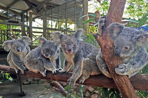 Best Of Kuranda Including Skyrail, Kuranda Scenic Railway And Rainforestation - Lightning Ridge Tourism 4