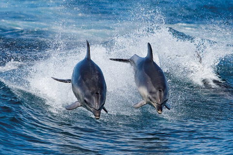 Full-Day Bruny Island Cruises Day Tour From Hobart - Lightning Ridge Tourism 5