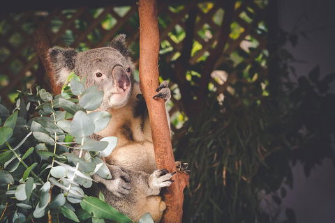 Small-Group Blue Mountains Day Trip From Sydney With Wildlife Park - Lightning Ridge Tourism 2