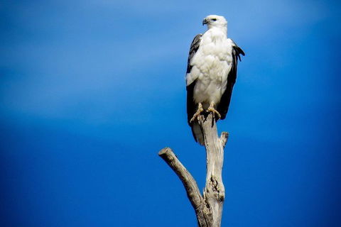 Kangaroo Island 75-Minute Ocean Safari - Lightning Ridge Tourism 0