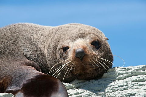 Kangaroo Island 75-Minute Ocean Safari - Lightning Ridge Tourism 1