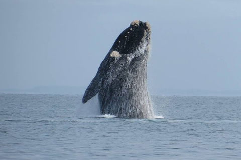 Kangaroo Island 75-Minute Ocean Safari - Lightning Ridge Tourism 2