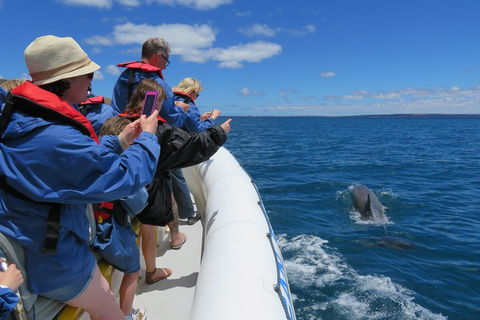 Kangaroo Island 75-Minute Ocean Safari - Lightning Ridge Tourism 3