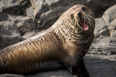 Kangaroo Island 75-Minute Ocean Safari - Lightning Ridge Tourism 5