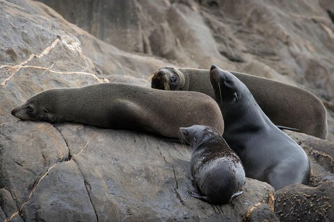Kangaroo Island Ocean Safari - Snorkeling Safari - Lightning Ridge Tourism 0