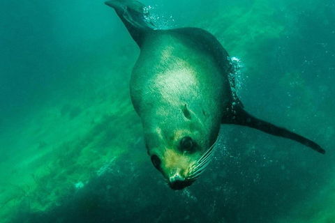 Kangaroo Island Ocean Safari - Snorkeling Safari - Lightning Ridge Tourism 1