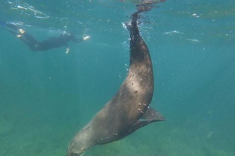 Kangaroo Island Ocean Safari - Snorkeling Safari - Lightning Ridge Tourism 3