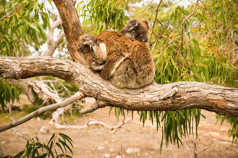 10 Day Perth To Adelaide Private Tour - The Great Australian Wilderness Journey - Lightning Ridge Tourism 4