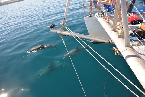 Dolphin Cruise From Adelaide With Optional Dolphin Swim - Lightning Ridge Tourism 1
