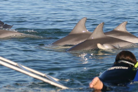 Dolphin Cruise From Adelaide With Optional Dolphin Swim - Lightning Ridge Tourism 2