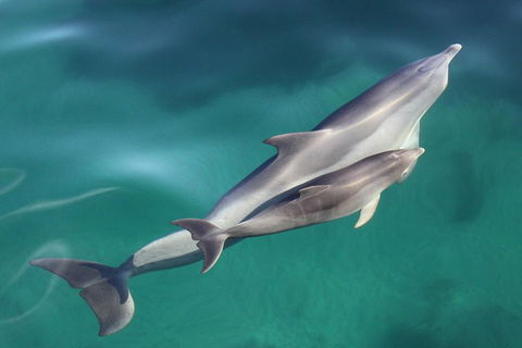 Dolphin Cruise From Adelaide With Optional Dolphin Swim - Lightning Ridge Tourism 4
