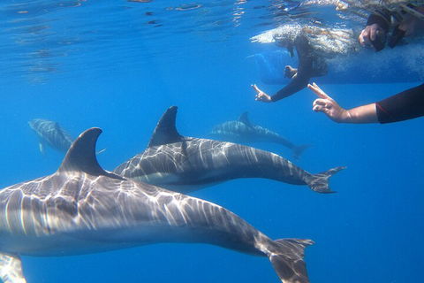 Dolphin Cruise From Adelaide With Optional Dolphin Swim - Lightning Ridge Tourism 5