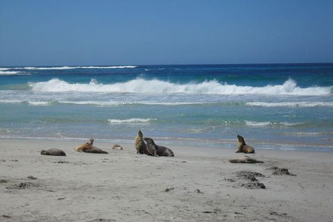 Kangaroo Island In A Day Tour From Adelaide - Lightning Ridge Tourism 1