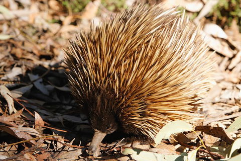 Kangaroo Island In A Day Tour From Adelaide - Lightning Ridge Tourism 2