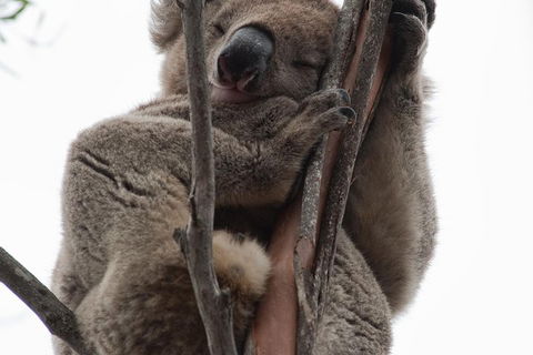 2-Day Kangaroo Island 4WD Small-Group Tour From Adelaide - Lightning Ridge Tourism 0