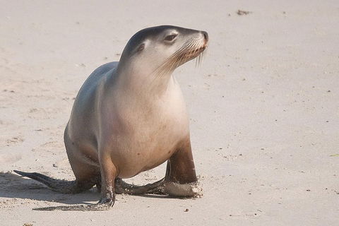 2-Day Kangaroo Island 4WD Small-Group Tour From Adelaide - Lightning Ridge Tourism 4