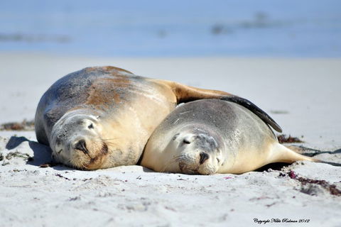 NEW TOUR - Kangaroo Island Road To Recovery Tour (1 Day/1 Night) - Lightning Ridge Tourism 1