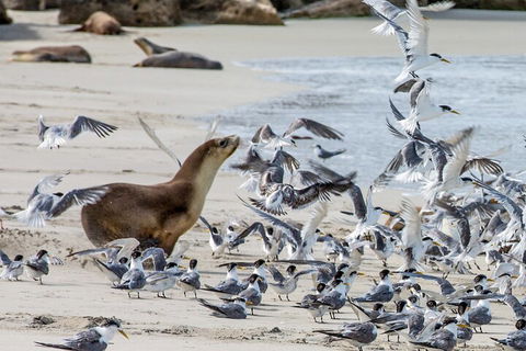 Full-Day Kangaroo Island Experience Departing From Kangaroo Island - Lightning Ridge Tourism 1