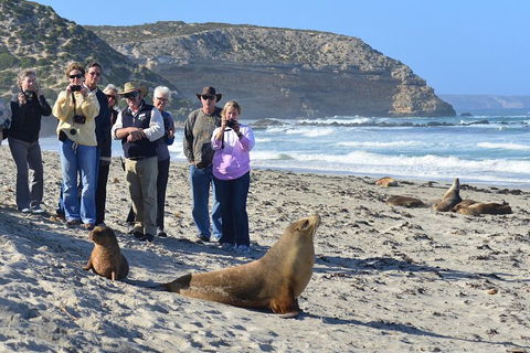 Full Day Seal Bay Experience Departing From Kangaroo Island - Lightning Ridge Tourism 0