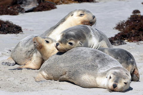 Small-Group Kangaroo Island 4WD Tour From Adelaide - Lightning Ridge Tourism 1