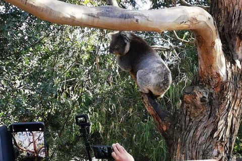 Small-Group Great Ocean Road Day Trip From Melbourne - Lightning Ridge Tourism 0