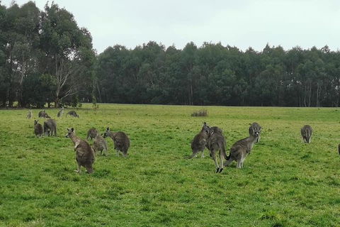 Private Tour: Great Ocean Road From Melbourne - Lightning Ridge Tourism 4