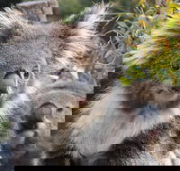 Kuranda Koala Gardens and Birdworld Admission Tickets - Lightning Ridge Tourism