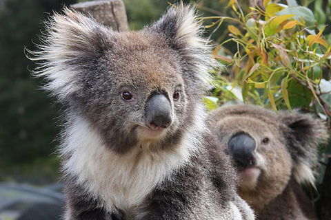 Kuranda Koala Gardens And Birdworld Admission Tickets - Lightning Ridge Tourism 0