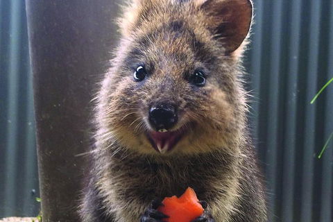 Kuranda Koala Gardens And Birdworld Admission Tickets - Lightning Ridge Tourism 2