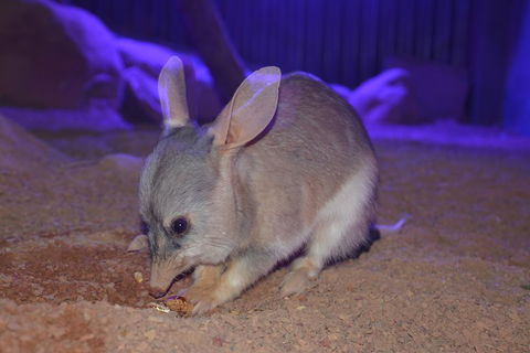 Kuranda Wildlife Experience Three Attraction Pass - Lightning Ridge Tourism 0