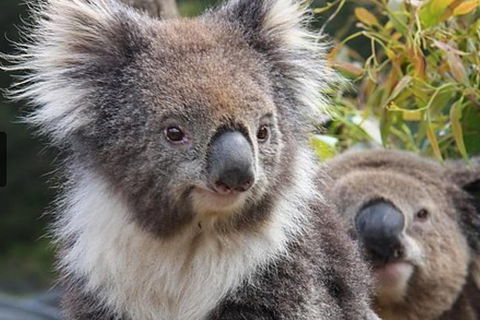 Kuranda Koala Gardens General Entry Ticket - Lightning Ridge Tourism 1