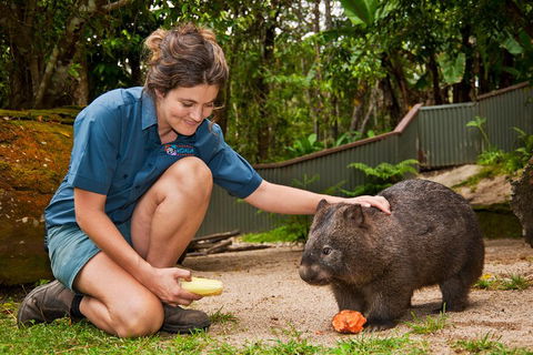 Kuranda Koala Gardens General Entry Ticket - Lightning Ridge Tourism 4
