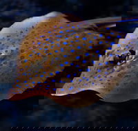 Cairns Aquarium Tour by Twilight with Drink and Appetiser - Lightning Ridge Tourism