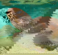 Cairns Aquarium Marine Life Encounter Ticket with 2-Course Lunch - Lightning Ridge Tourism