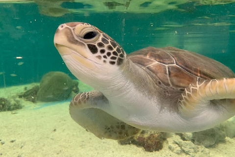 Cairns Aquarium Marine Life Encounter Ticket With 2-Course Lunch - Lightning Ridge Tourism 0