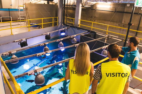 Cairns Aquarium Marine Life Encounter Ticket With 2-Course Lunch - Lightning Ridge Tourism 5