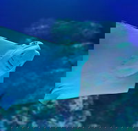Cairns Aquarium Family Ticket - Lightning Ridge Tourism
