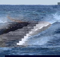 Whale Watching by Sea World Cruises - Lightning Ridge Tourism