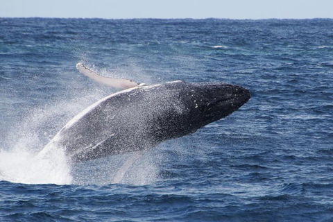 Whale Watching By Sea World Cruises - Lightning Ridge Tourism 0